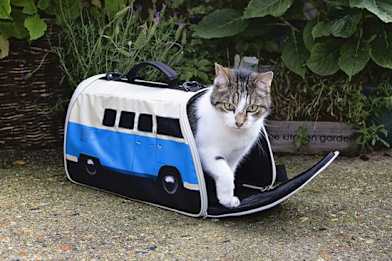 Cat camper discount van