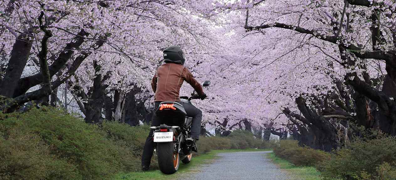 Suzuki katana arrière