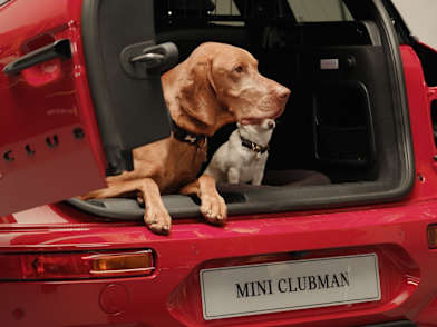 Best way to restrain a dog in a car shop