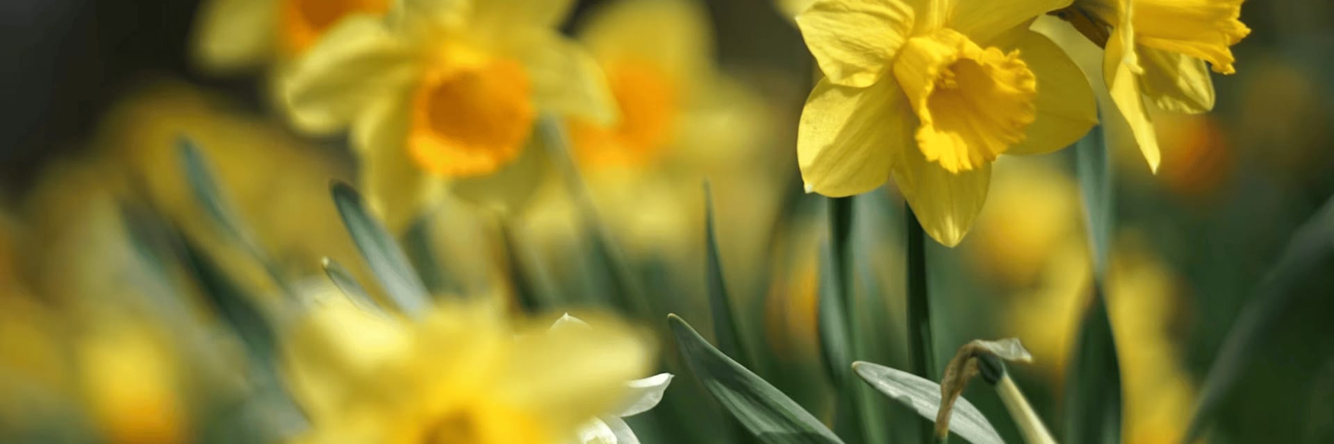 We Are Open Good Friday &amp; Easter Monday