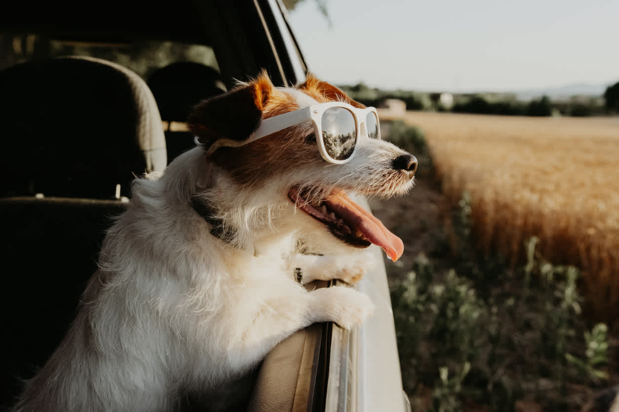 Pet friendly hot sale road trip planner