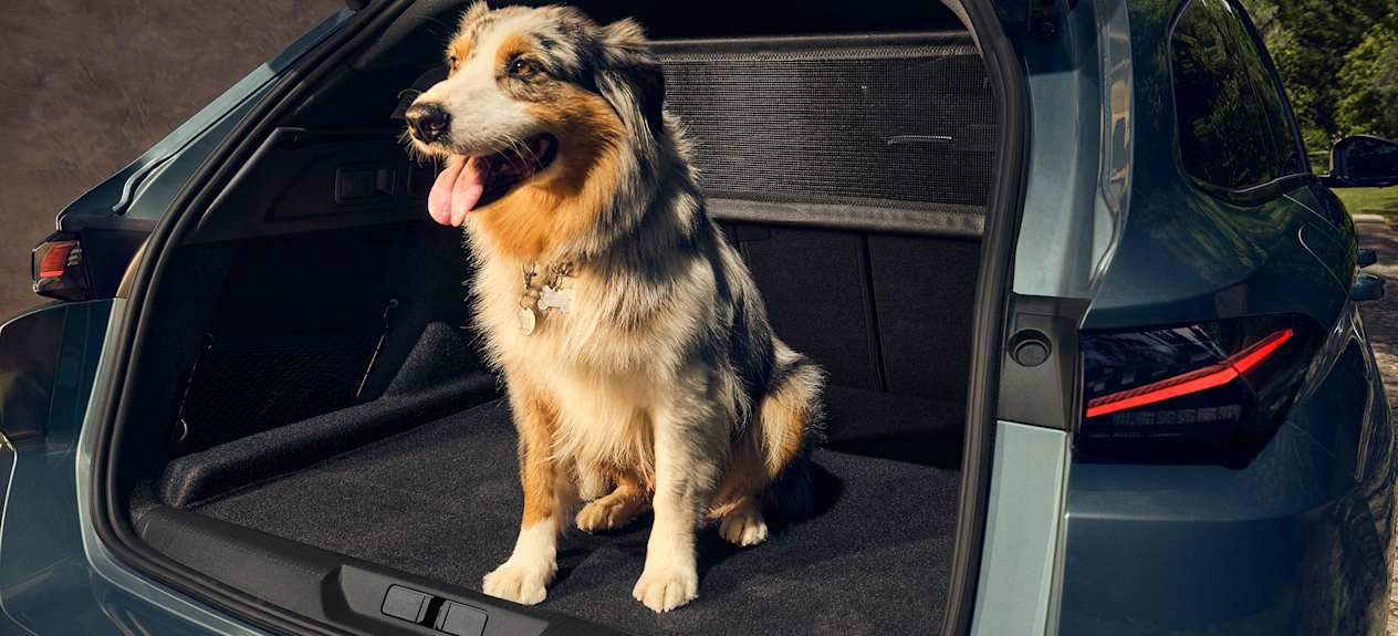 Peugeot 308 sw 2025 : chien dans le coffre