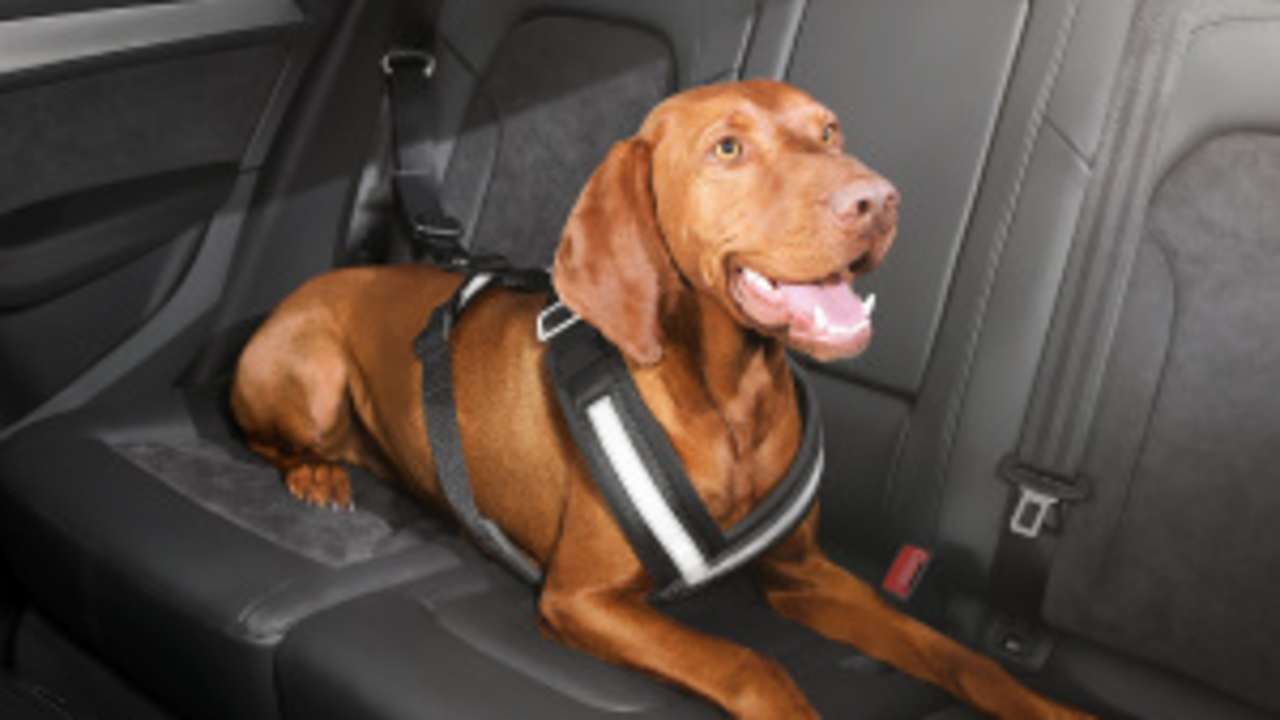 Pet Accessories
