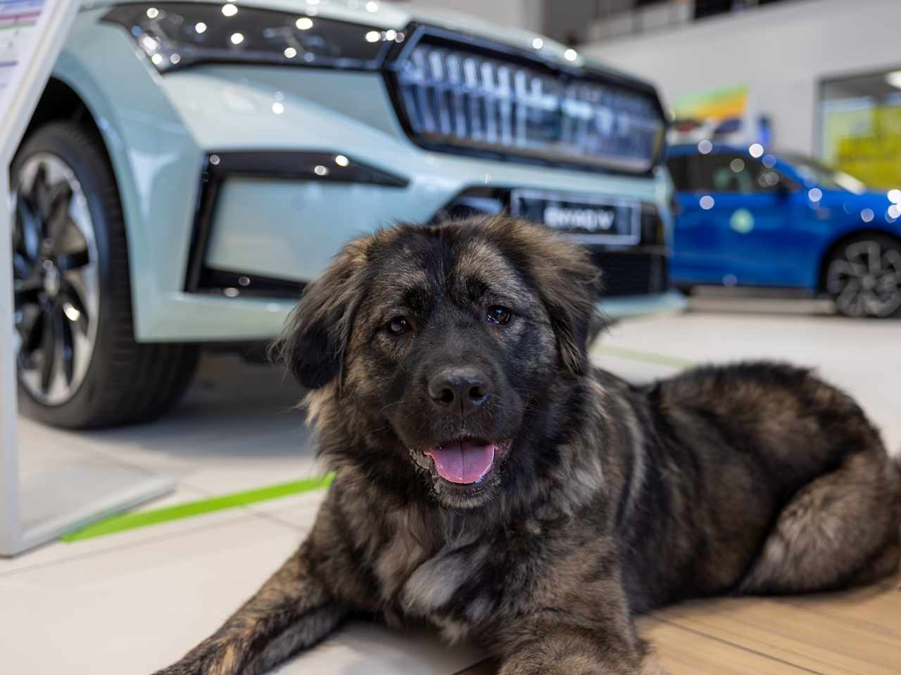 Škoda Dogs Take Over Our Showroom!