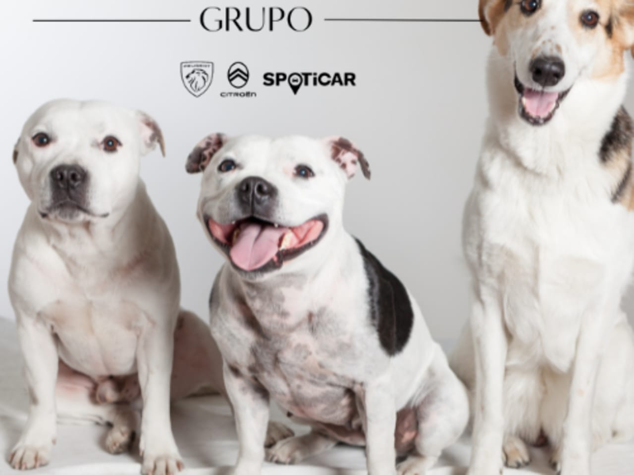 Seguro de mascotas