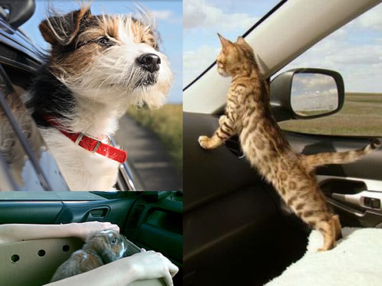 Its Now Against The Law To Travel With An Unrestrained Pet In Your Vehicle Birchwood Group