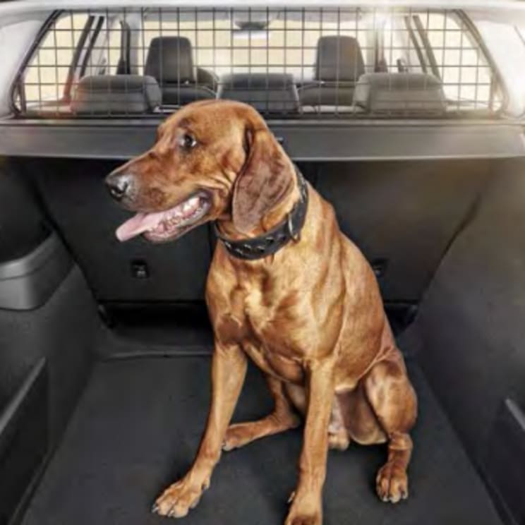 Its Now Against The Law To Travel With An Unrestrained Pet In Your Vehicle Birchwood Group