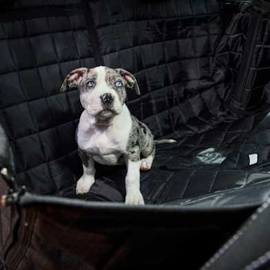 Skoda outlet dog accessories
