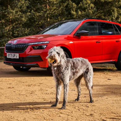 Skoda kodiaq dog accessories store