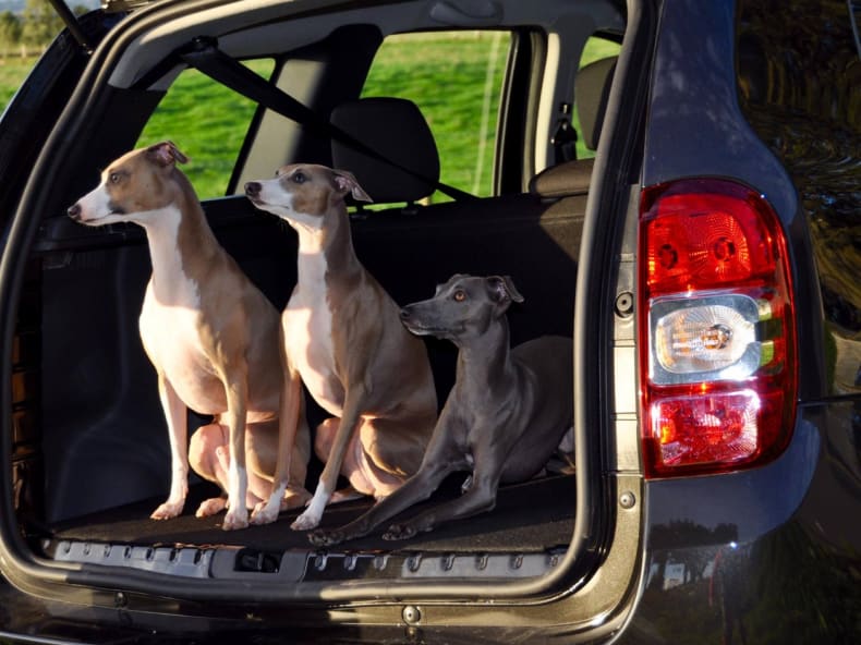 Dacia and Dogs | Best Cars for Dogs 