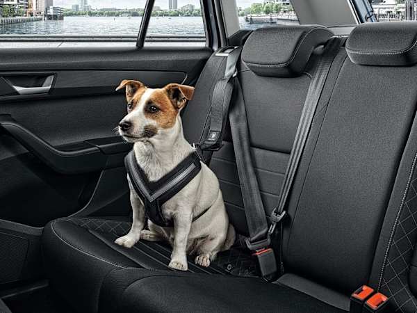 Skoda dog new arrivals accessories